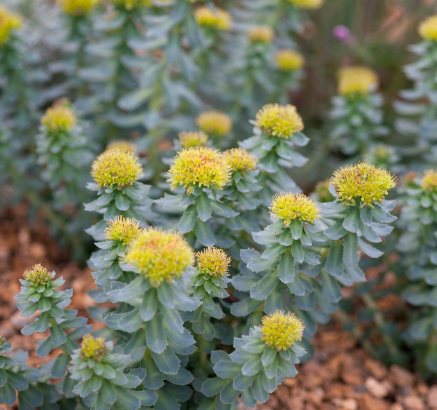 Rhodiola Rosea